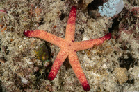Echinaster luzonicus (Luzon Sea Star)