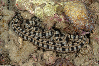 Synapta maculata (Spotted Worm Sea Cucumber)