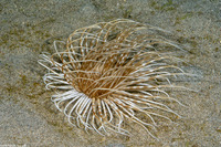 Pachycerianthus maua (Banded Tube Anemone)