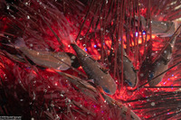 Siphamia tubifer (Tubed Siphonfish)