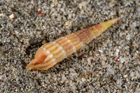 Myurellopsis paucistriata (Lightly-Striated Auger)