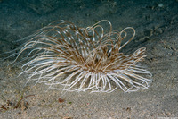 Pachycerianthus maua (Banded Tube Anemone)