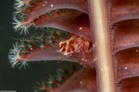 Lissoporcellana quadrilobata (Four-Lobed Porcelain Crab)