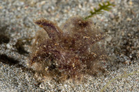 Polybranchia jannae (Black-Dotted Polybranchia)