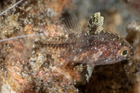 Foa fo (Weedy Cardinalfish)