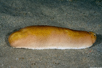 Bohadschia sp.1 (Bohadschia sp.1)