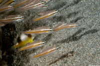 Ostorhinchus moluccensis (Moluccan Cardinalfish)