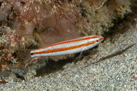 Halichoeres hartzfeldii (Goldstripe Wrasse)