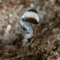 Diagramma pictum (Silver Sweetlips)