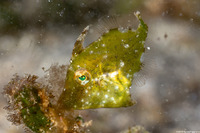 Paramonacanthus choirocephalus (Whiteblotch Filefish)