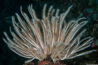 Anneissia bennetti (Bennett's Feather Star)