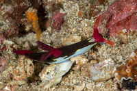 Nembrotha chamberlaini (Chamberlain's Nembrotha)