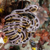 Anneissia bennetti (Bennett's Feather Star)