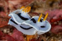 Chromodoris alcalai (Alcala’s Chromodoris)