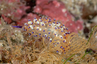 Janolus sp.1 (Janolus sp.1)