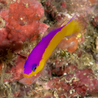 Pictichromis diadema (Purpletop Dottyback)