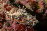 Glossodoris cincta (Girdled Glossodoris)