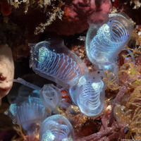 Clavelina sp.8 (Clavelina sp.8)