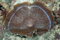 Amplexidiscus fenestrafer (Giant Cup Mushroom Coral)