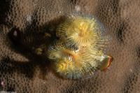 Spirobranchus sp.1 (Christmas Tree Worm)