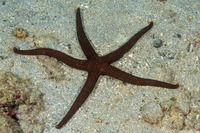 Nardoa galatheae (Brown Mesh Sea Star)