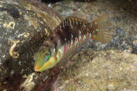 Halichoeres nebulosus (Nebulous Wrasse)