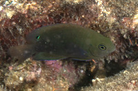 Pomacentrus adelus (Obscure Damsel)