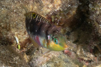 Halichoeres nebulosus (Nebulous Wrasse)