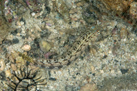 Parapercis cylindrica (Sharpnose Sandperch)