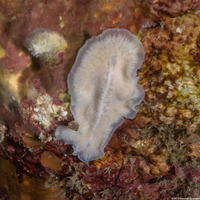 Phrikoceros sp.1 (Phrikoceros sp.1)