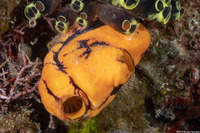 Polycarpa aurata (Ink-Spot Sea Squirt)