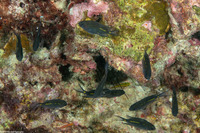 Acanthochromis polyacanthus (Spiny Chromis)