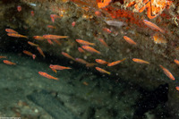 Trimma taylori (Cave Pygmygoby)