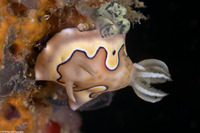 Goniobranchus coi (Co's Chromodoris)