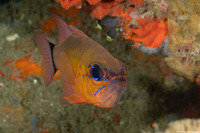 Ostorhinchus aureus (Ringtailed Cardinalfish)