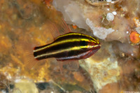 Ostorhinchus nigrofasciatus (Blackstripe Cardinalfish)
