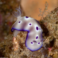 Hypselodoris tryoni (Tryon's Risbecia)