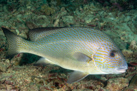 Diagramma pictum (Silver Sweetlips)