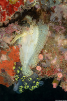 Taenianotus triacanthus (Leaf Scorpionfish)