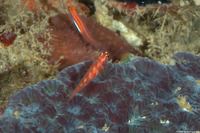 Trimma cana (Candycane Pygmygoby)