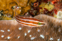 Chlorurus spilurus (Bullethead Parrotfish)