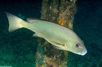 Diagramma pictum (Silver Sweetlips)