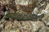 Epinephelus ongus (Speckledfin Grouper)
