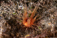 Astropyga radiata (Radiant Sea Urchin)