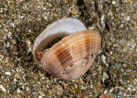 Callista planatella (Planetary Venus)