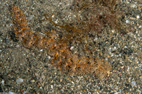 Pteraeolidia semperi (Blue Dragon Nudibranch)