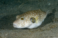 Arothron hispidus (White-Spotted Puffer)