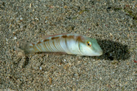 Cymolutes torquatus (Collared Razorfish)