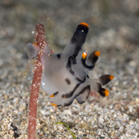 Thecacera picta (Painted Thecacera)