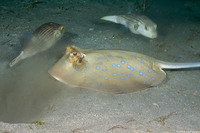 Arothron manilensis (Striped Puffer)
